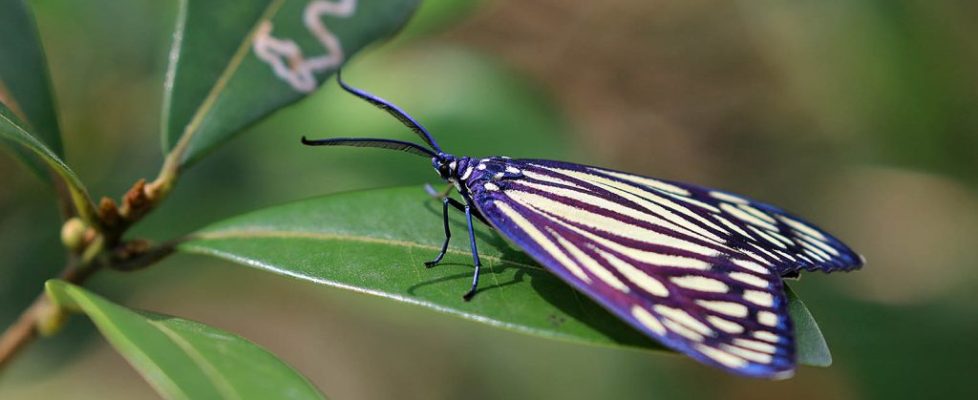蝶形錦斑蛾 Gyclosia papilionaris