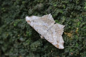 連珠尾尺蛾 Chiasmia emersaria