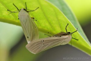 八點灰燈蛾 Creatonotos transiens