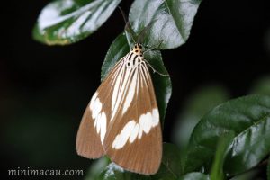 白巾蝶燈蛾 Nyctemera tripunctaria