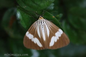 白巾蝶燈蛾 Nyctemera tripunctaria