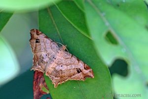 連珠尾尺蛾 Chiasmia emersaria