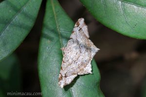 連珠尾尺蛾 Chiasmia emersaria