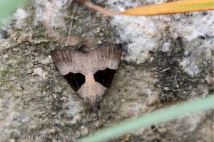 馬蹄兩色夜蛾 Dichromia sagitta