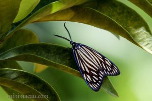 蝶形錦斑蛾 Gyclosia papilionaris