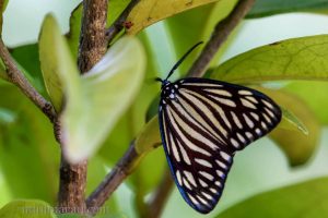 蝶形錦斑蛾 Gyclosia papilionaris