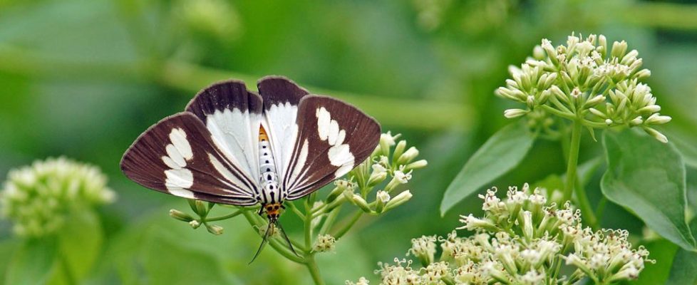 白巾蝶燈蛾 Nyctemera tripunctaria
