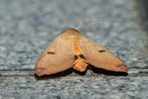同安鈕夜蛾 Ophiusa disjungens