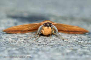 同安鈕夜蛾 Ophiusa disjungens