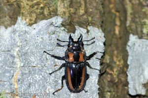 寬帶前鍬甲 Prosopocoilus biplagiatus