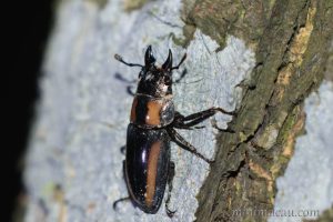寬帶前鍬甲 Prosopocoilus biplagiatus