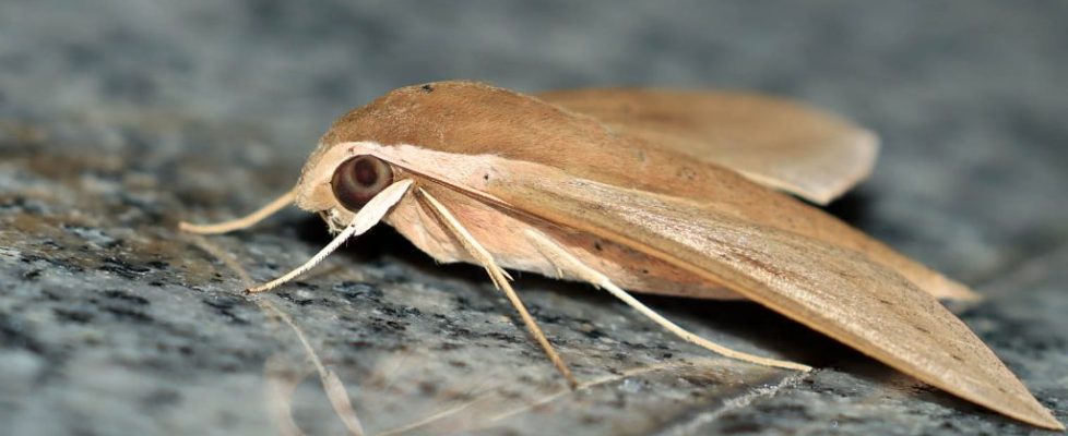 土色斜紋天蛾 Theretra latreillii