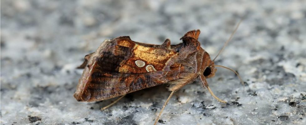南方錁紋夜蛾 Chrysodeixis eriosoma