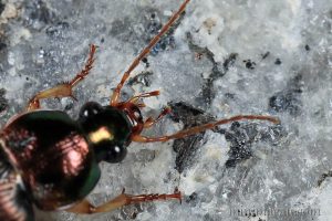 逗斑青步甲 Chlaenius virgulifer