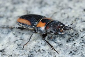 寬帶前鍬甲 Prosopocoilus biplagiatus