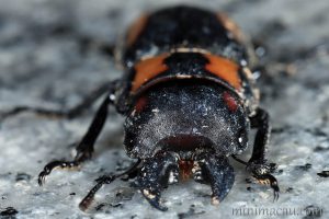寬帶前鍬甲 Prosopocoilus biplagiatus