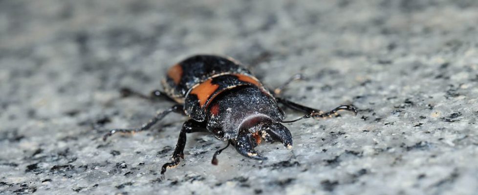 寬帶前鍬甲 Prosopocoilus biplagiatus
