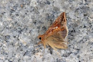 南方錁紋夜蛾 Chrysodeixis eriosoma