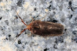 鹿角夜蛾 Elusa antennata