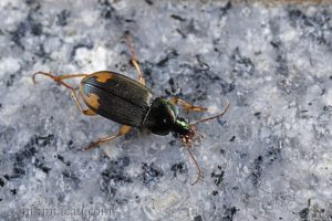 逗斑青步甲 Chlaenius virgulifer