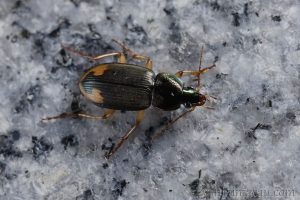 逗斑青步甲 Chlaenius virgulifer