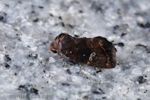 Elusa antennata