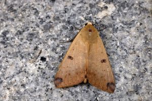 同安鈕夜蛾 Ophiusa disjungens