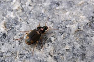 逗斑青步甲 Chlaenius virgulifer