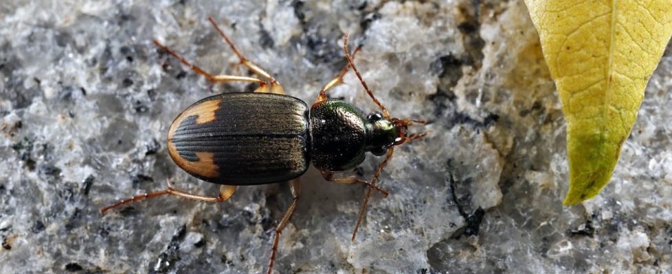 逗斑青步甲 Chlaenius virgulifer