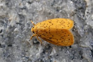 關山艷苔蛾 Lyclene alikangiae