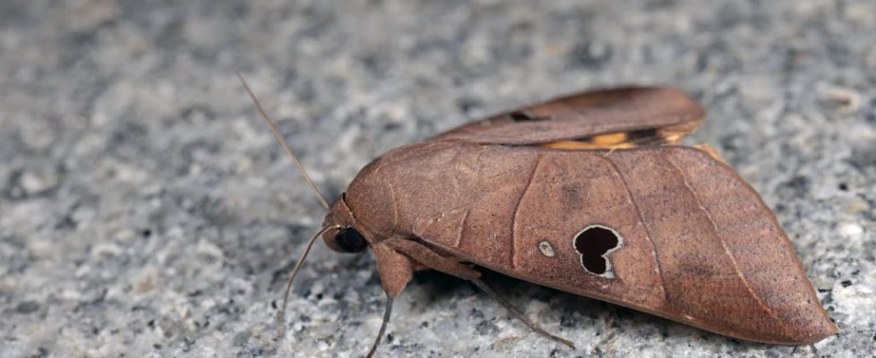 枯安鈕夜蛾 Ophiusa coronata