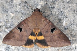 枯安鈕夜蛾 Ophiusa coronata
