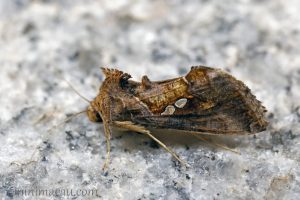 南方錁紋夜蛾 Chrysodeixis eriosoma
