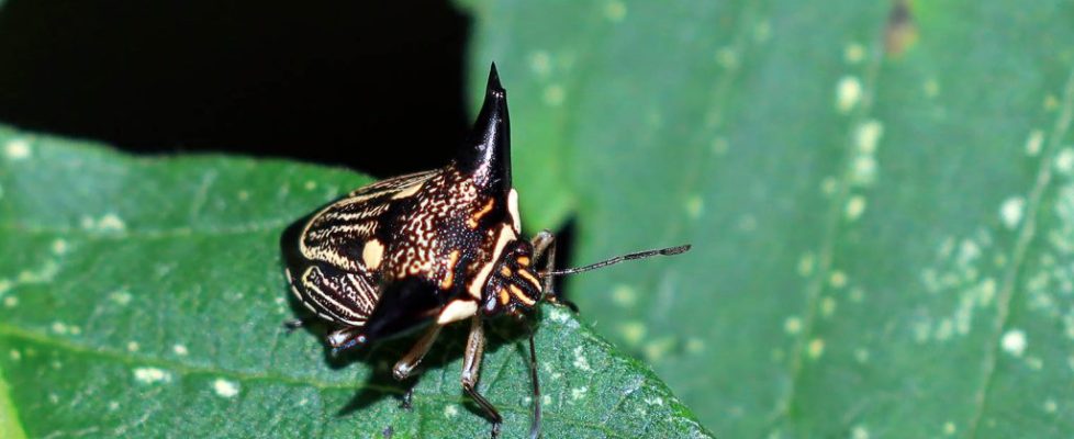 黑角羚蝽 Alcimocoris coronatus