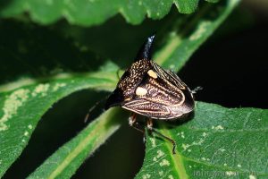黑角羚蝽 Alcimocoris coronatus
