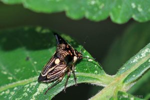 黑角羚蝽 Alcimocoris coronatus