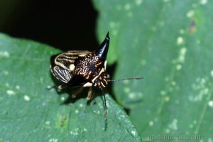 黑角羚蝽 Alcimocoris coronatus