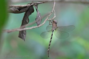 細腰長尾蜓 Gynacantha subinterrupta