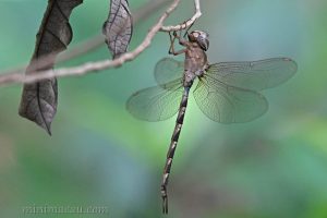 細腰長尾蜓 Gynacantha subinterrupta