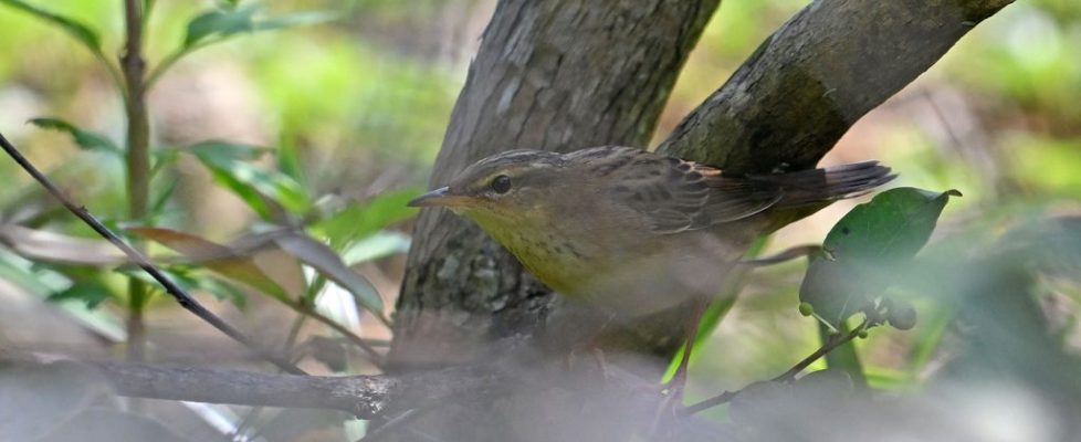 小蝗鶯 Pallas’s Grasshopper Warbler
