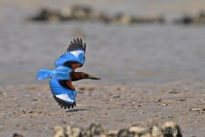 白胸翡翠 White-Throated Kingfisher