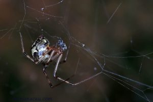 溫室擬肥腹蛛 Parasteatoda tepidariorum