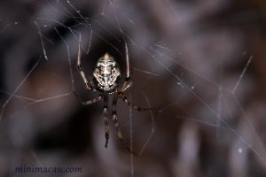 溫室擬肥腹蛛 Parasteatoda tepidariorum
