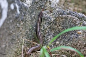 台灣小頭蛇 Oligodon formosanus