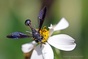 柄角蚜蠅 Monoceromyia sp.