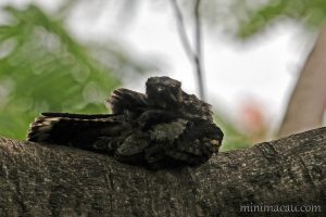 林夜鷹 Savanna Nightjar