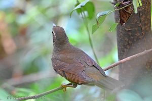 白眉地鶇 Siberian Thrush