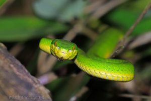 白唇竹葉青蛇 Trimeresurus albolabris