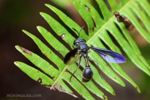 柄角蚜蠅 Monoceromyia sp.