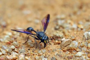 柄角蚜蠅 Monoceromyia sp.